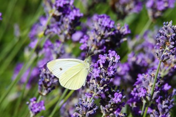 Close up of cabbage white butterfly (Pieris brassicae) on lilac lavender