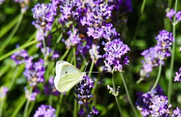 Close up of cabbage white butterfly (Pieris brassicae) on lilac lavender