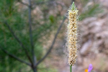 Close-up of the hoary plantain plant. Blurred background.