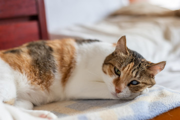 Fototapeta na wymiar tortoiseshell cat lying on the bed