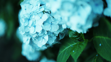 青いアジサイのたくさん植わった紫陽花園