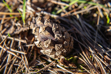 texture of spring forest land
