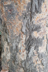 bark of a tree