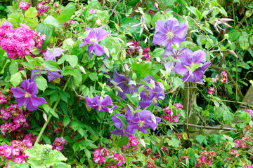 Clematis.