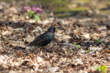 starling on a sunny spring day