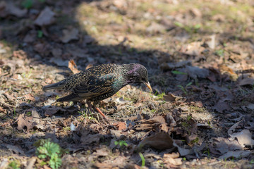portrait of a starling