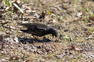 Obraz premium starling seeking food in the ground