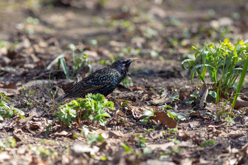 starling in spring