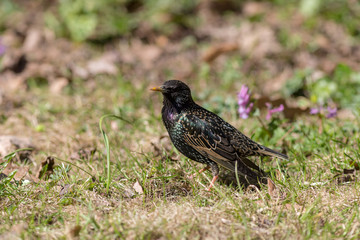 starling in sunny spring day