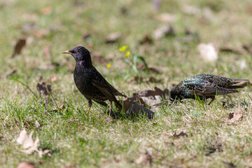two starlings in spring