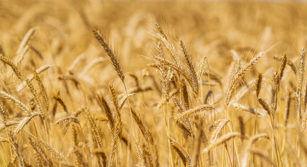 Field of ripe wheat on a sunny day.