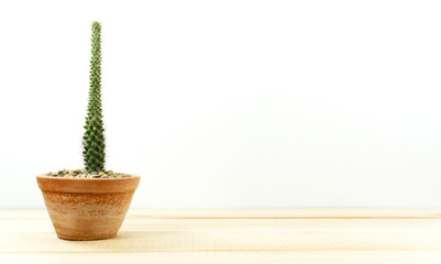 Beautiful Cactus in pot brown with Copy space for a text on wooden background.