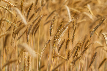 Field of ripe wheat on a sunny day.