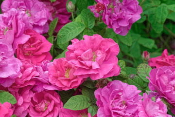 Fototapeta premium Pink Rose.