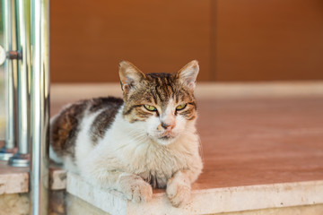 Portrait of cute old experienced cat with suspicious look watching around. Horizontal color  photography.