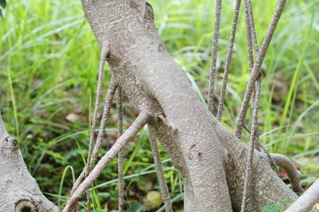 lizard on a tree