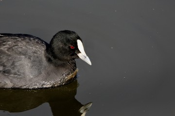 coot on water