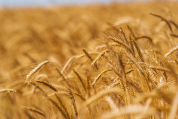 Field of ripe wheat on a sunny day.