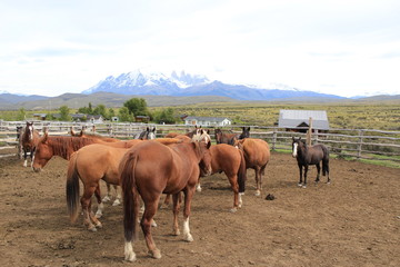 Fototapeta na wymiar caballos descansando en grupos 