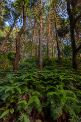 Obraz premium 山林風景