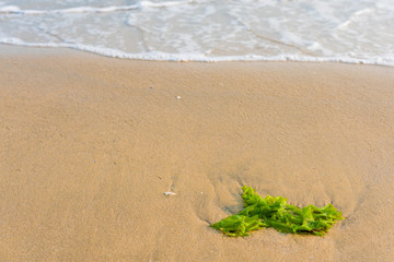 打ちあがった海藻