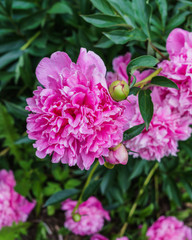 Luxurious flowers of pink peony in the midst of green leaves.
