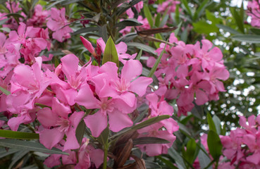 Oleander flower. Blurred background. It was taken on the side of the road.