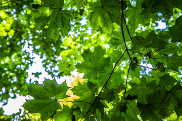 Oak, horse chestnut and maple trees seen upwards, leyers of leaves visible