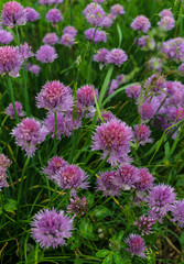 Shallot onions. Onions with green feathers and lilac flowers.