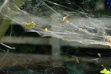 Part of large spider web with dry leaves and old fence background. Animal and nature concept.