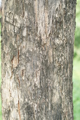 bark of a tree