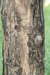 bark of a tree