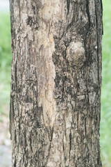 bark of a tree