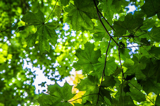 Oak, horse chestnut and maple trees seen upwards, leyers of leaves visible