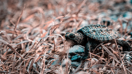 The Pink Baby Snapper