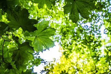 Oak, horse chestnut and maple trees seen upwards, leyers of leaves visible