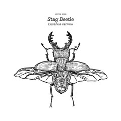 Stag beetle, hand draw sketch vector.