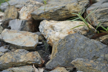 rocks in the forest