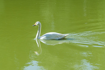 A lone white swan swims on a lake