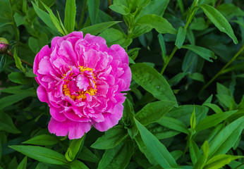 Luxurious bud of pink peony in the midst of green leaves.