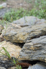 moss on a stone