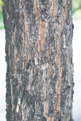 bark of a tree