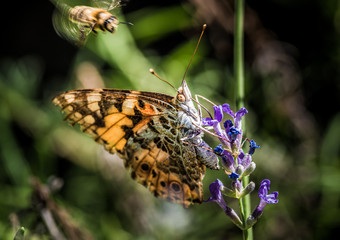 motyl rusałka osetnik (Vanessa cardui) i pszczoła na kwiatach lawendy