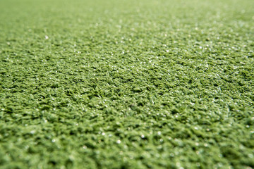 Fototapeta premium green grass with drops of water on it