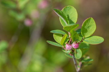 flower in garden