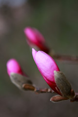 pink magnolia buds, beautiful flowering