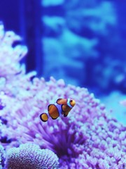 Nemo fish in aquarium