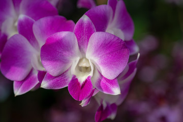 Naklejka na ściany i meble Colorful Orchid flower