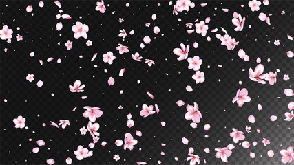 Nice Sakura Blossom Isolated Vector. Feminine Falling 3d Petals Wedding Design. Japanese Funky Flowers Wallpaper. Valentine, Mother's Day Spring Nice Sakura Blossom Isolated on Black