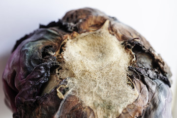 Black spots mold fungus on vegetable,bacteria disease,healthy concept.